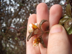 Austropuccinia psidii image