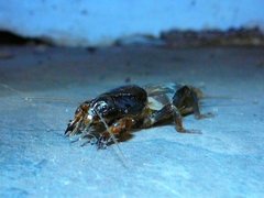 Gryllotalpa pluvialis