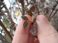 Austropuccinia psidii image