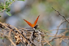 Charaxinae