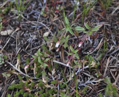 Epilobium minutum