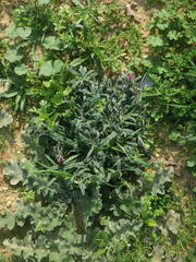 Echium angustifolium