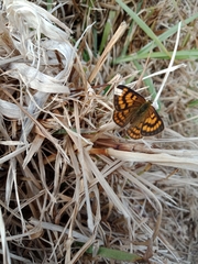 Lycaena salustius