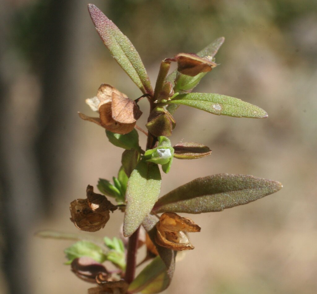 Bacopa floribunda (Bacopa floribunda)