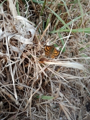 Lycaena salustius