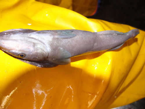 Hardfin marlinsucker (Remora osteochir) — Echeneidae — 3