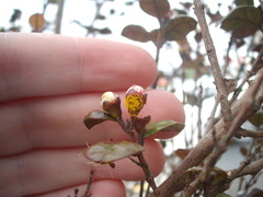 Austropuccinia psidii image