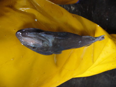 Remora osteochir