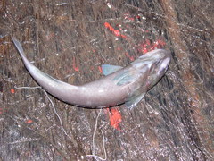 Remora osteochir