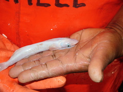 Remora osteochir
