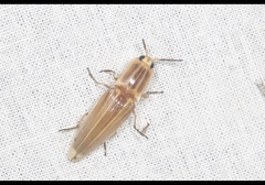 Semiotus ligneus image