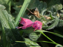 Echium angustifolium