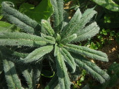Echium angustifolium