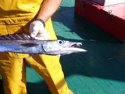 Snake mackerel (Gempylus serpens) — Gempylidae — 3