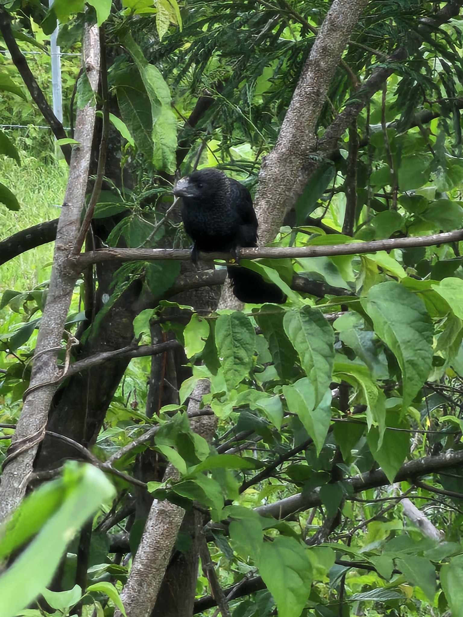 garrapatero pico liso, smooth-billed ani