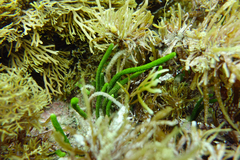 Caulerpa brownii