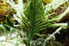 Caulerpa muelleri