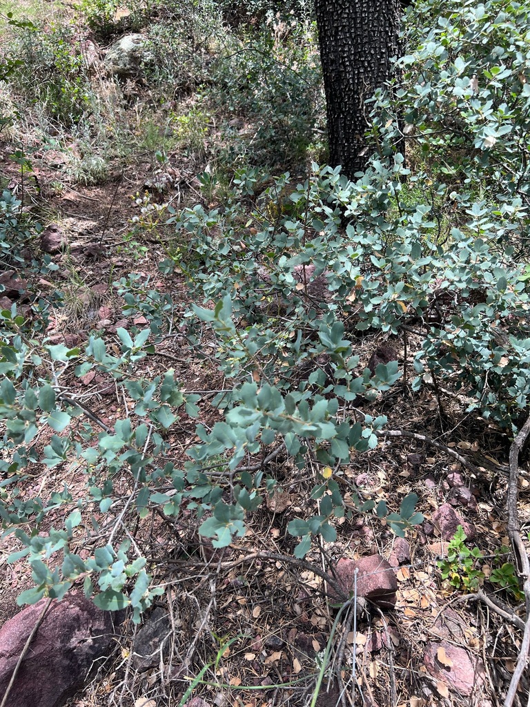 Sonoran scrub oak from Arizona, US on June 3, 2023 at 1220 PM by EleodesThermopolis · iNaturalist