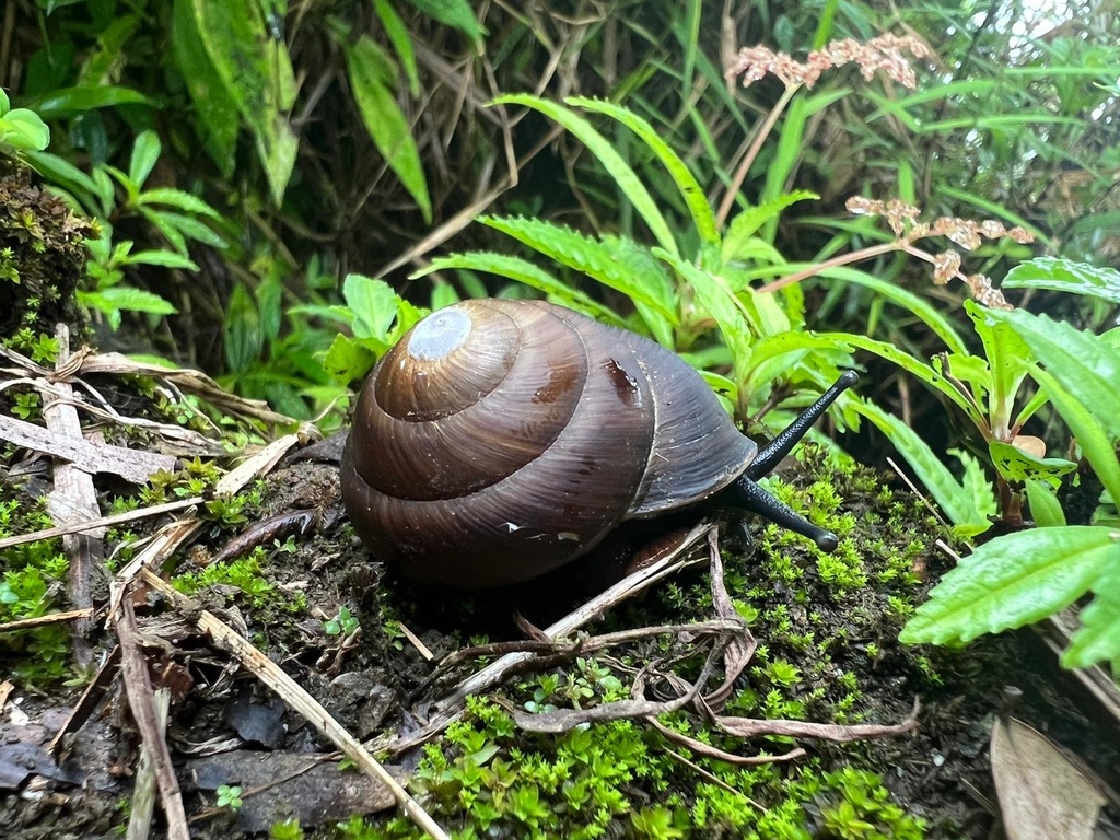 Polydontes