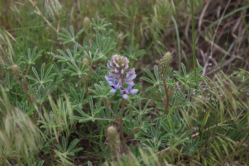 Image of Lupinus plattensis by no rights reserved