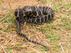 Dipsas ventrimaculata