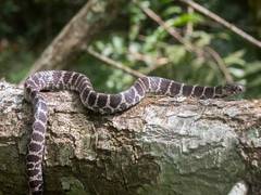 Dipsas ventrimaculata