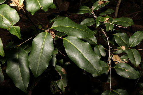 Image of Mischocarpus anodontus by (c) Greg Tasney, some rights reserved (CC BY-SA)