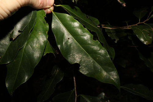 Image of Casearia (Casearia multinervosa) by (c) Greg Tasney, some rights reserved (CC BY-SA)