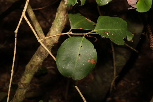 Image of Rhodamnia dumicola by (c) Greg Tasney, some rights reserved (CC BY-SA)