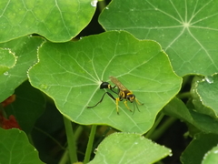 Sceliphron fistularium