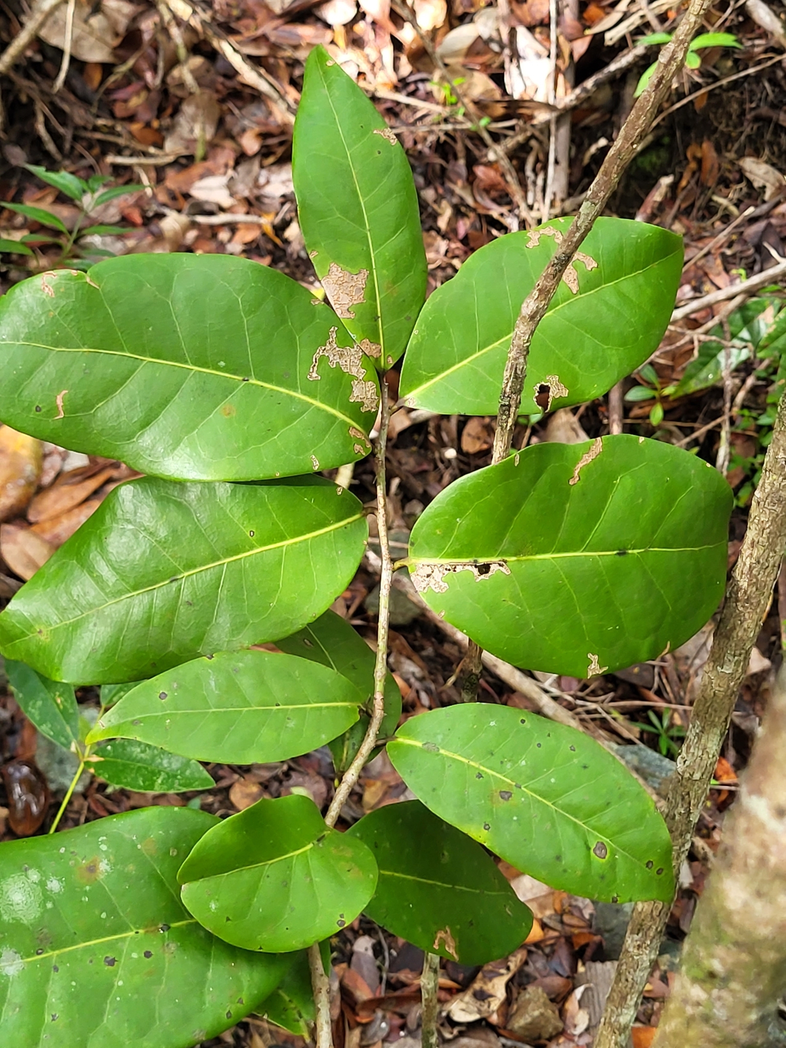 Licaria brittoniana