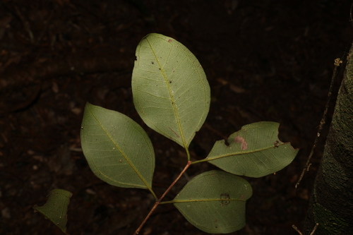 Image of Rhodamnia dumicola by (c) Greg Tasney, some rights reserved (CC BY-SA)