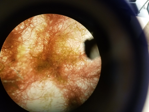 Spermothamnion observed 2018-10-26