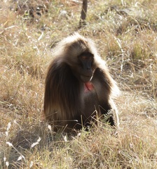 Theropithecus gelada
