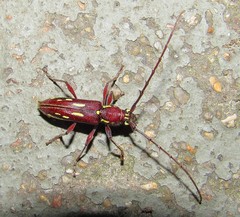 Ambonus distinctus