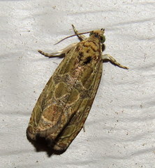 Olethreutes permundana
