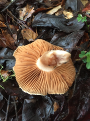 Cortinarius cisqhale