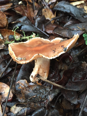 Cortinarius cisqhale