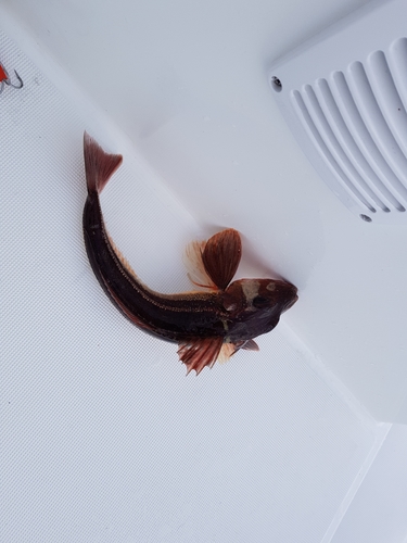 Triglidae