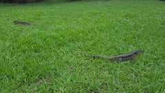 Tupinambis teguixin