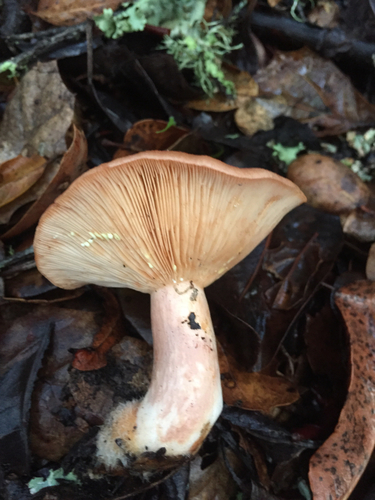 Yellow-staining Milk Cap