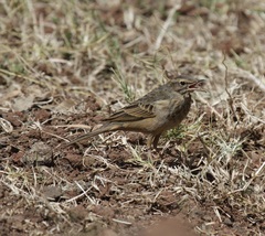 Anthus similis