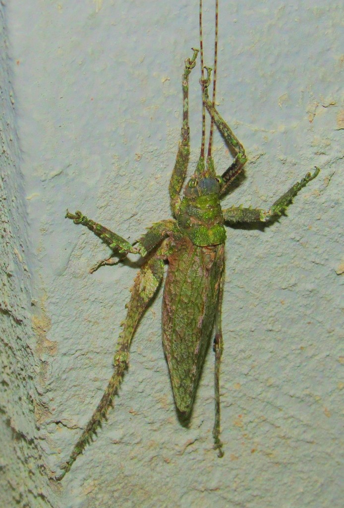Anonistus scariosus