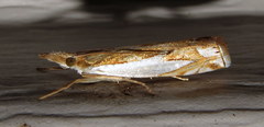 Crambus bidens