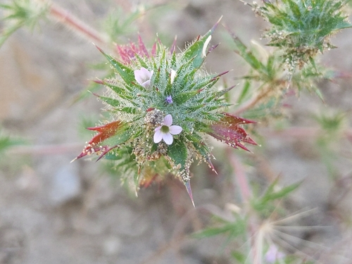Image of Navarretia mellita by (c) Ken-ichi Ueda, some rights reserved (CC BY)