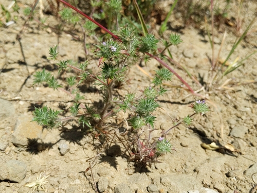 Image of Navarretia mellita by (c) Ken-ichi Ueda, some rights reserved (CC BY)