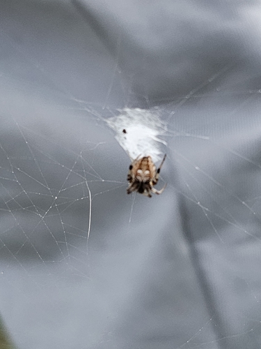 Shanty Orb Weaver