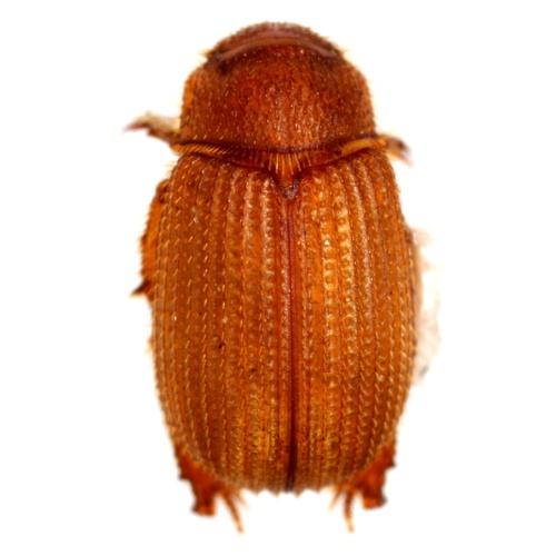 Sable Enigmatic Scarab Beetle
