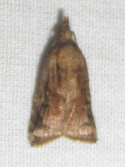 Platynota flavedana