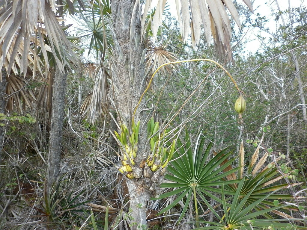 Encyclia cajalbanensis Múj.Benítez, Bocourt & Pupulin